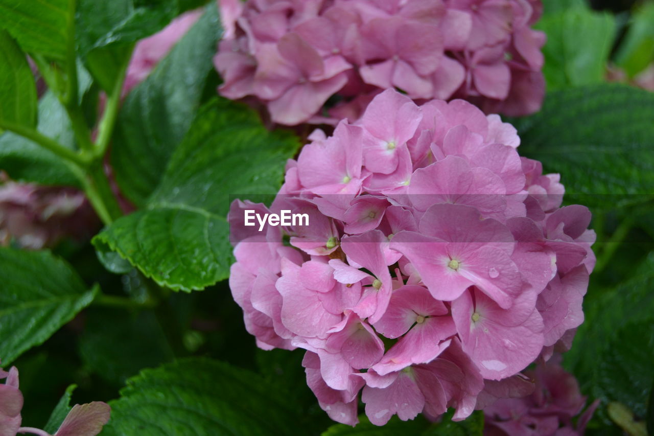 Close-up of pink flowers