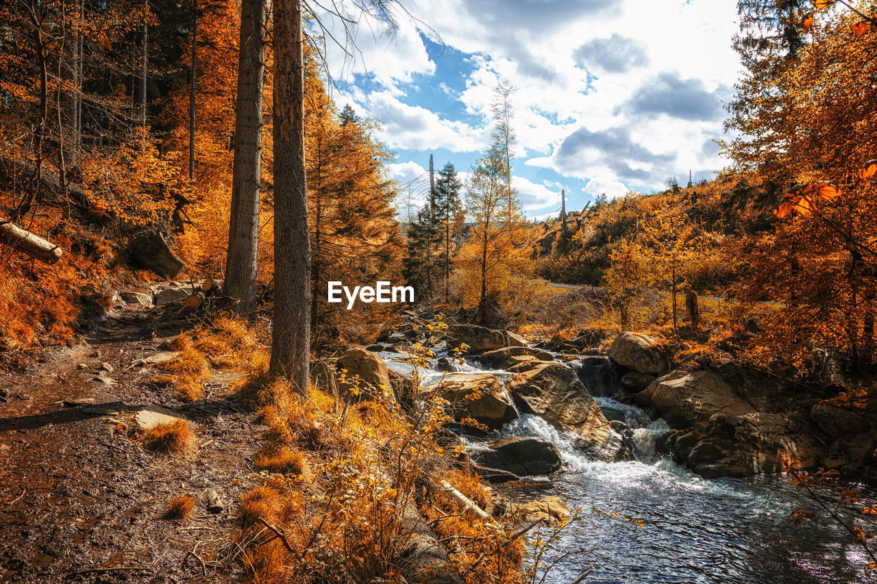 Scenic view of stream amidst trees in forest during autumn