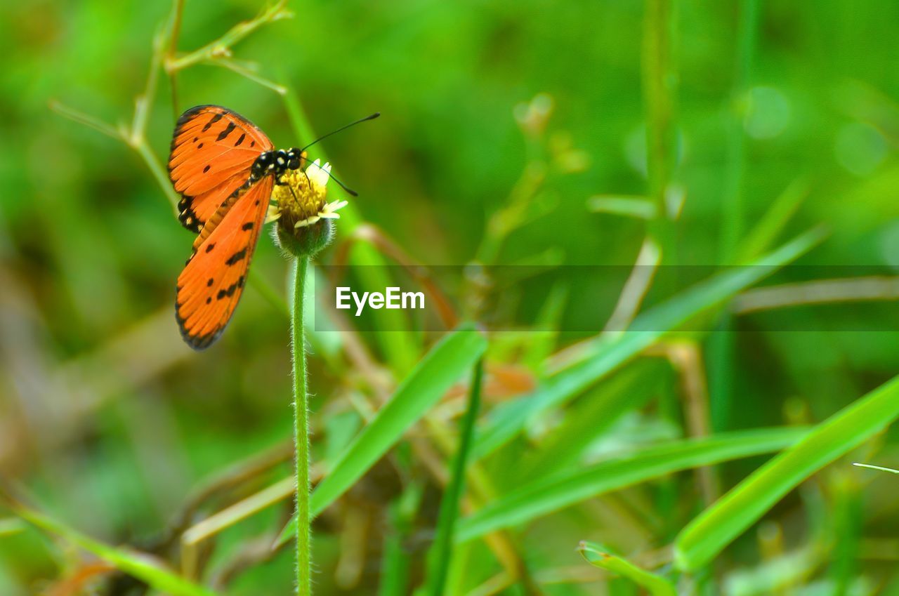 animal, insect, animal themes, animal wildlife, plant, animal wing, beauty in nature, wildlife, butterfly, nature, one animal, close-up, grass, flower, macro photography, environment, macro, animal body part, moths and butterflies, summer, green, meadow, no people, fragility, outdoors, plant part, flowering plant, focus on foreground, leaf, environmental conservation, selective focus, freshness, yellow, magnification, social issues, full length, food, day, perching, tranquility