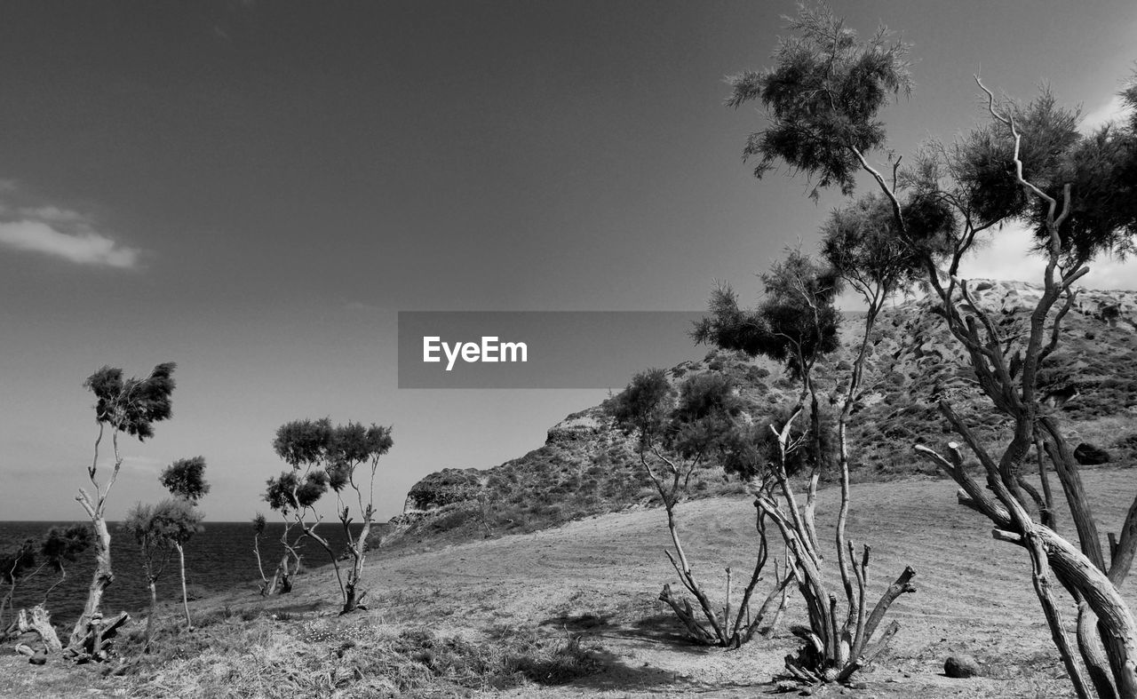 Trees on field against sky