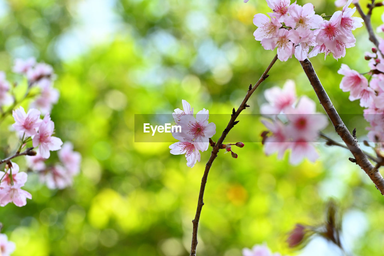 plant, flower, flowering plant, beauty in nature, freshness, fragility, springtime, tree, pink, blossom, nature, growth, close-up, branch, flower head, produce, inflorescence, focus on foreground, petal, no people, outdoors, botany, cherry blossom, day, food, spring, selective focus, twig, fruit tree, plant part, tranquility, sunlight, cherry tree, summer, macro photography, leaf, environment