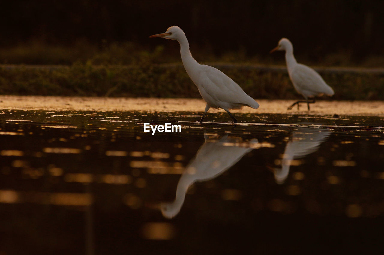 VIEW OF BIRDS PERCHING ON LAKE