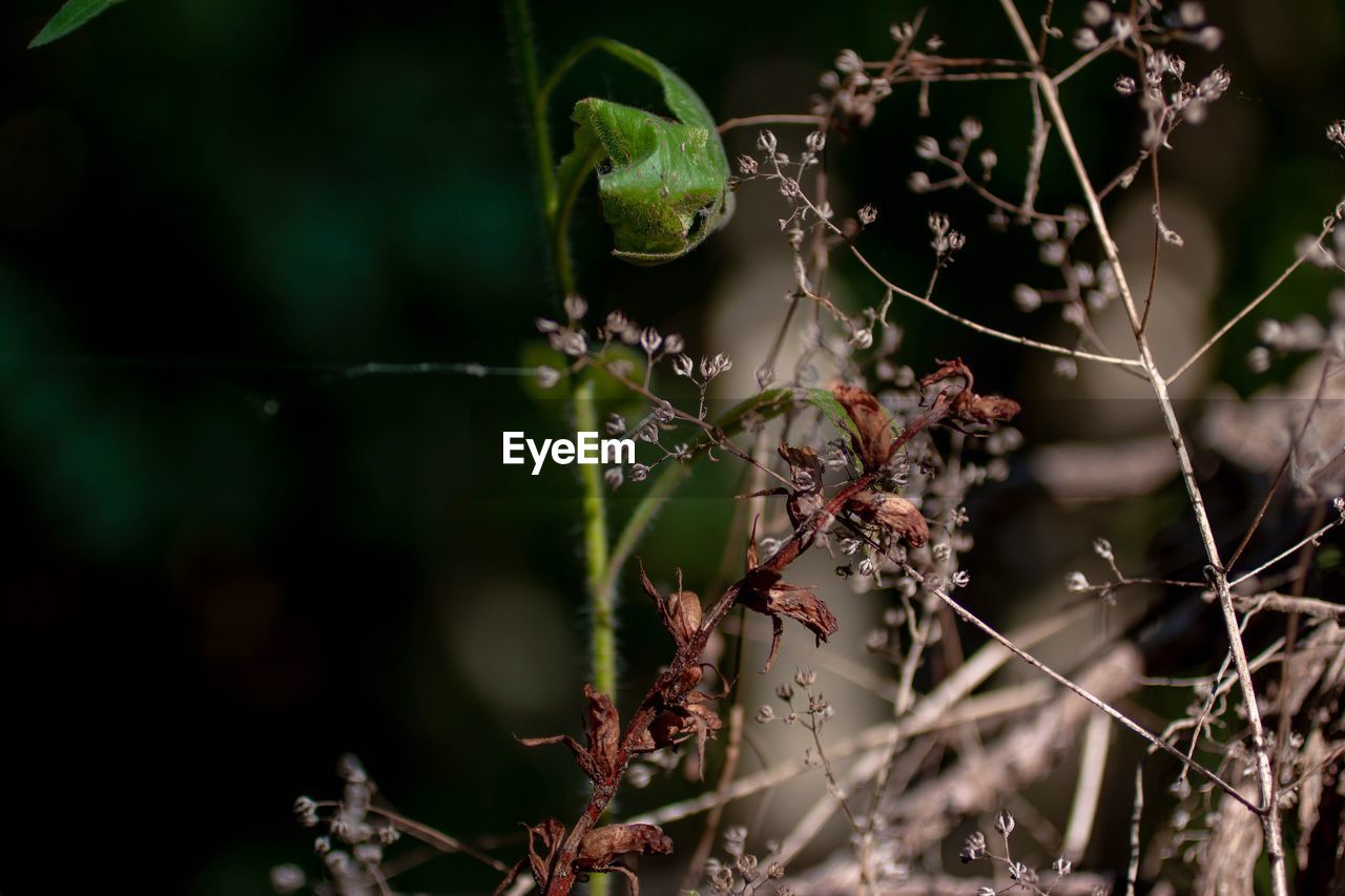 Close-up of a plant against blurred background