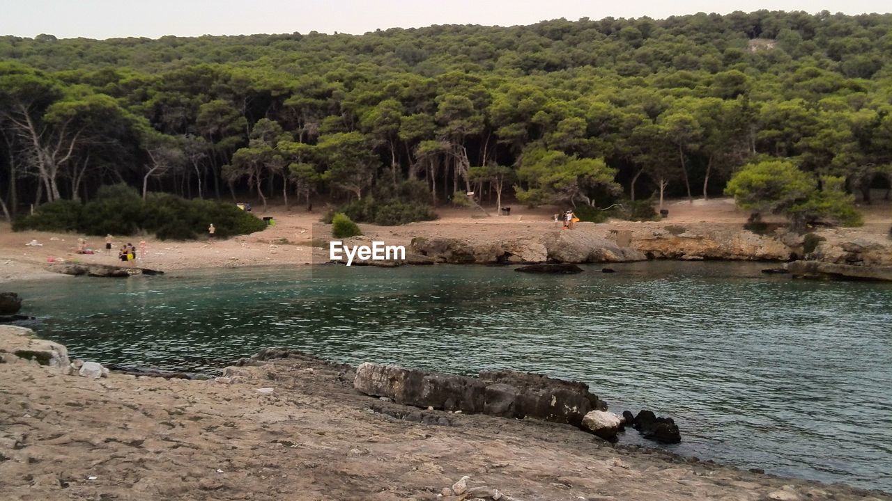 SCENIC VIEW OF TREES ON SHORE