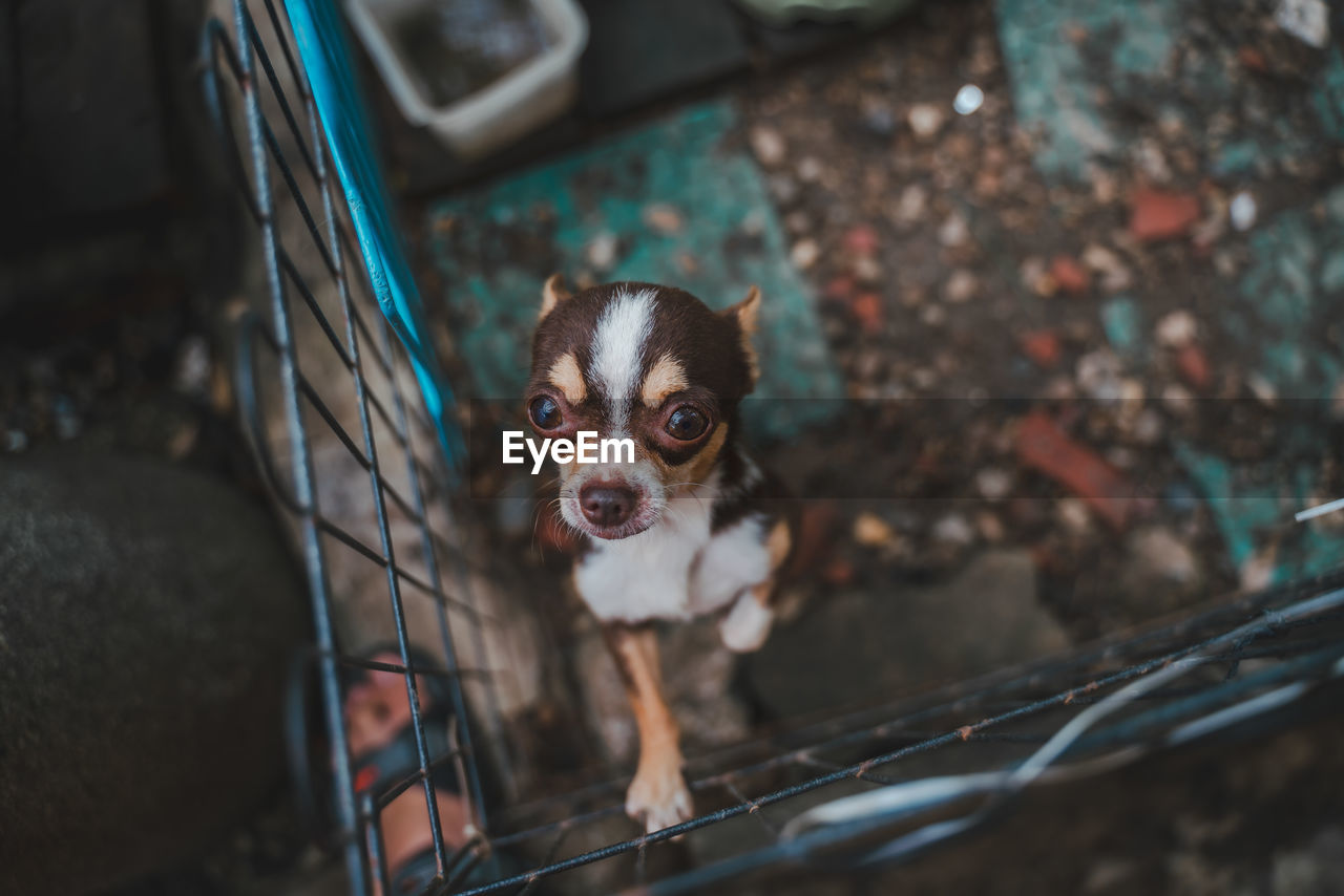 HIGH ANGLE VIEW OF DOG