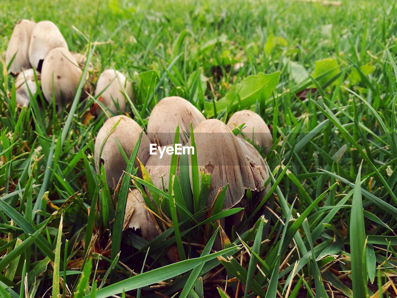 CLOSE-UP OF MUSHROOM ON GRASSY FIELD