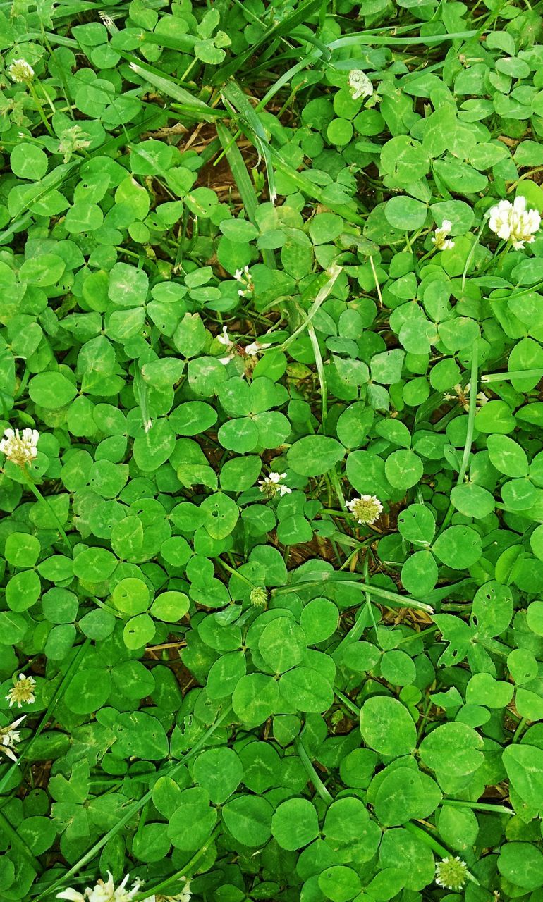 Full frame shot of clovers