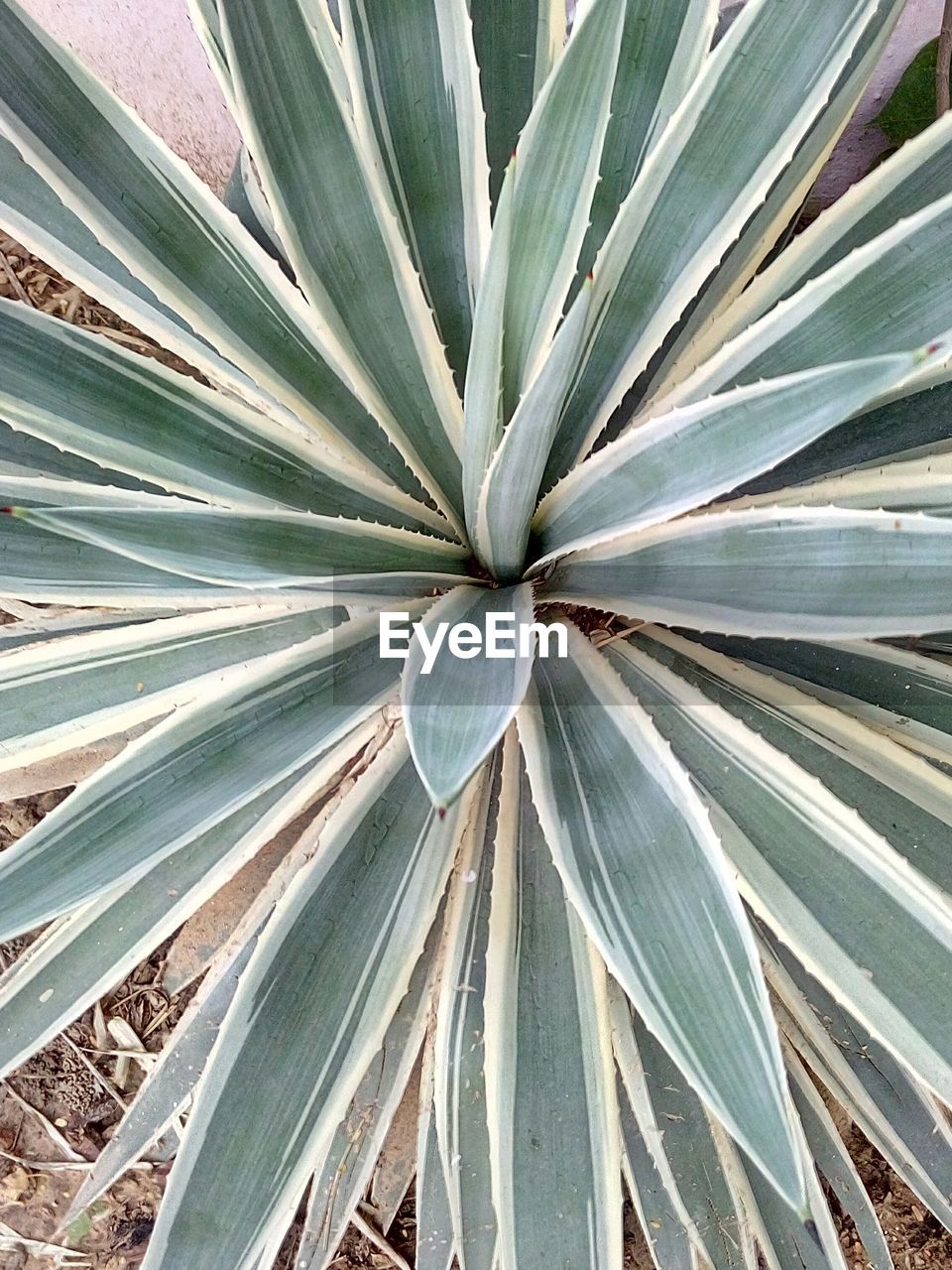 CLOSE-UP OF PLANTS