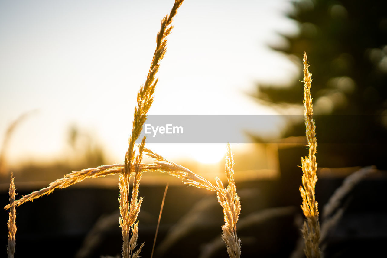 Close-up of stalks against blurred background