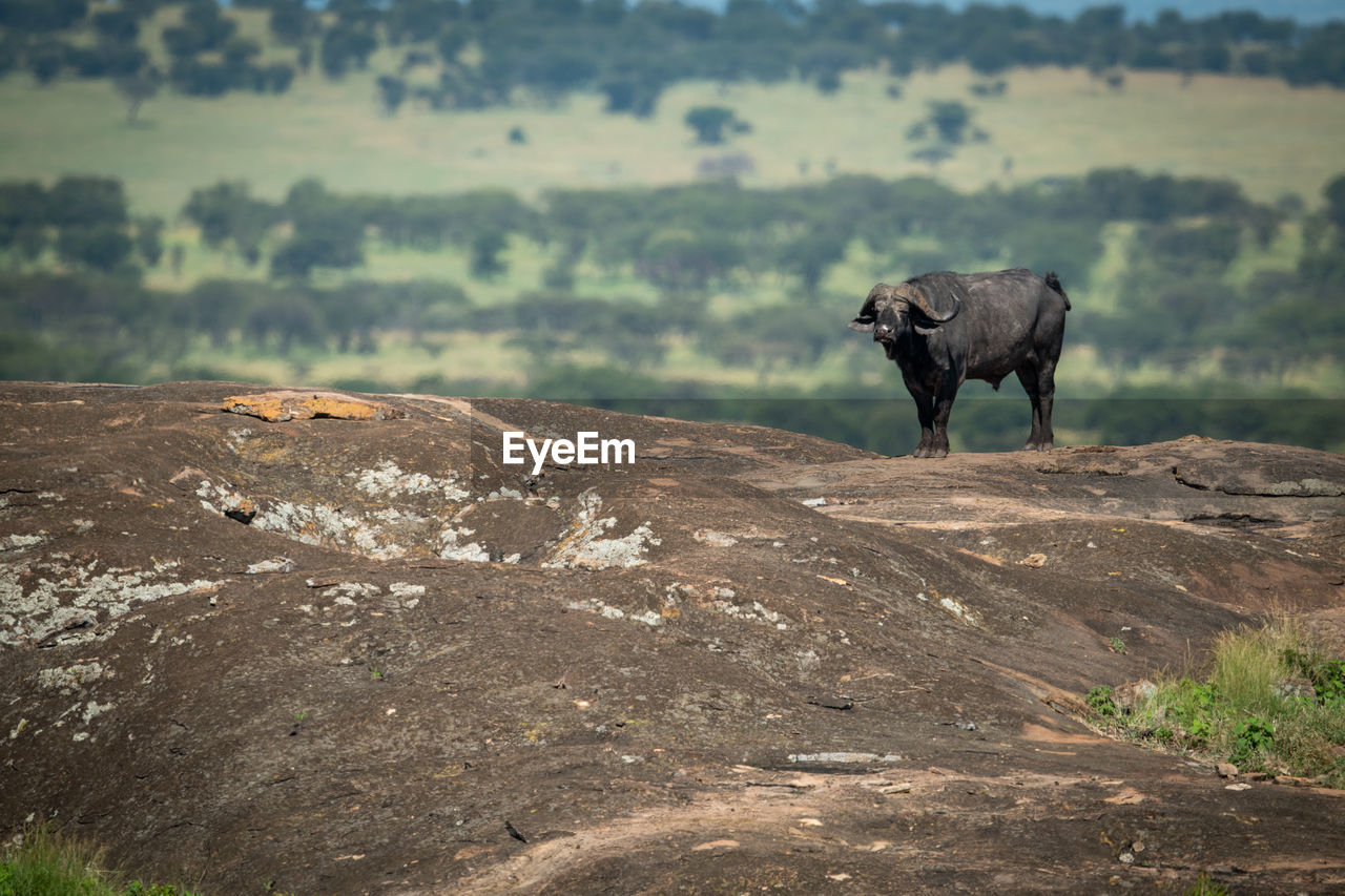 HORSE ON ROCK