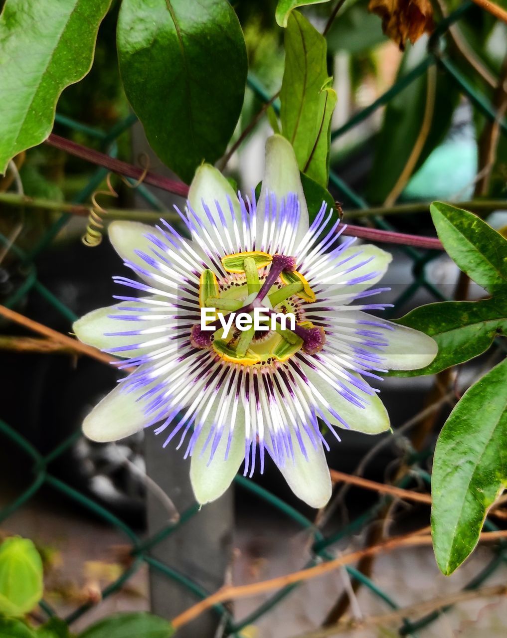 CLOSE-UP OF PURPLE PASSION FLOWER
