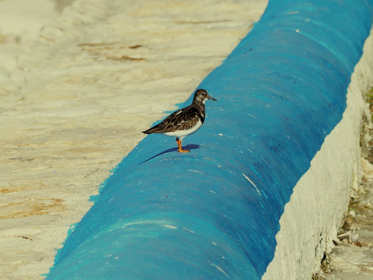 BIRD PERCHING ON ROCK