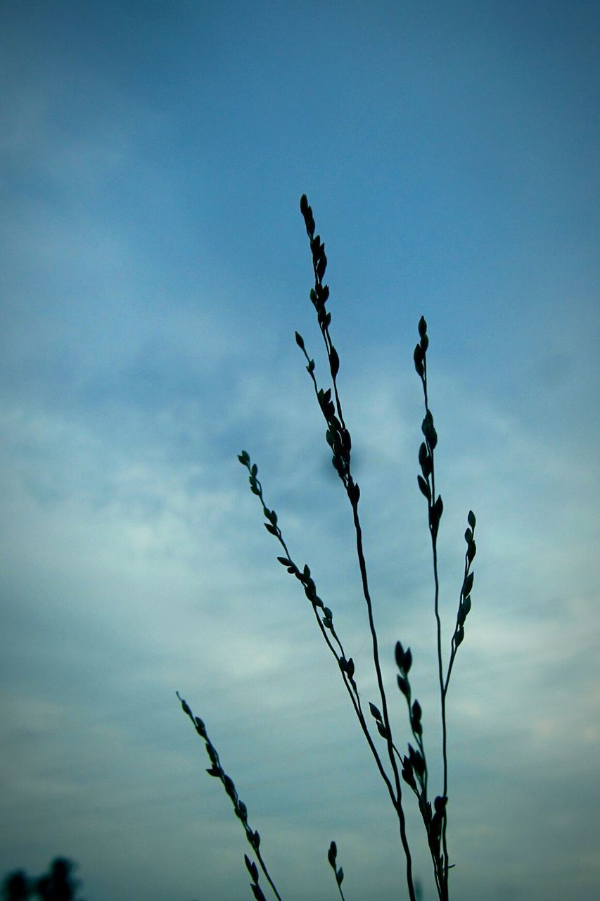 Close-up of stems against the sky