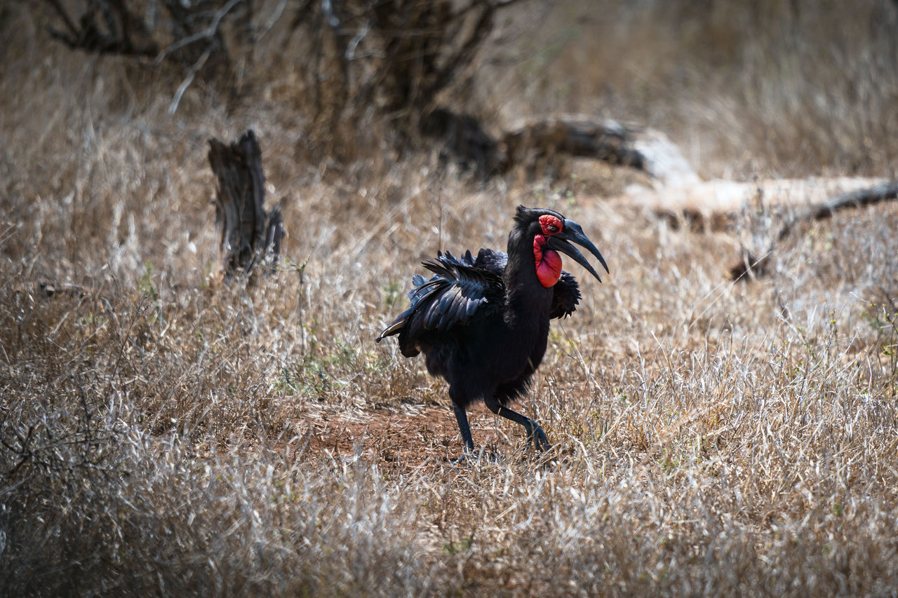 Southern ground hornbill