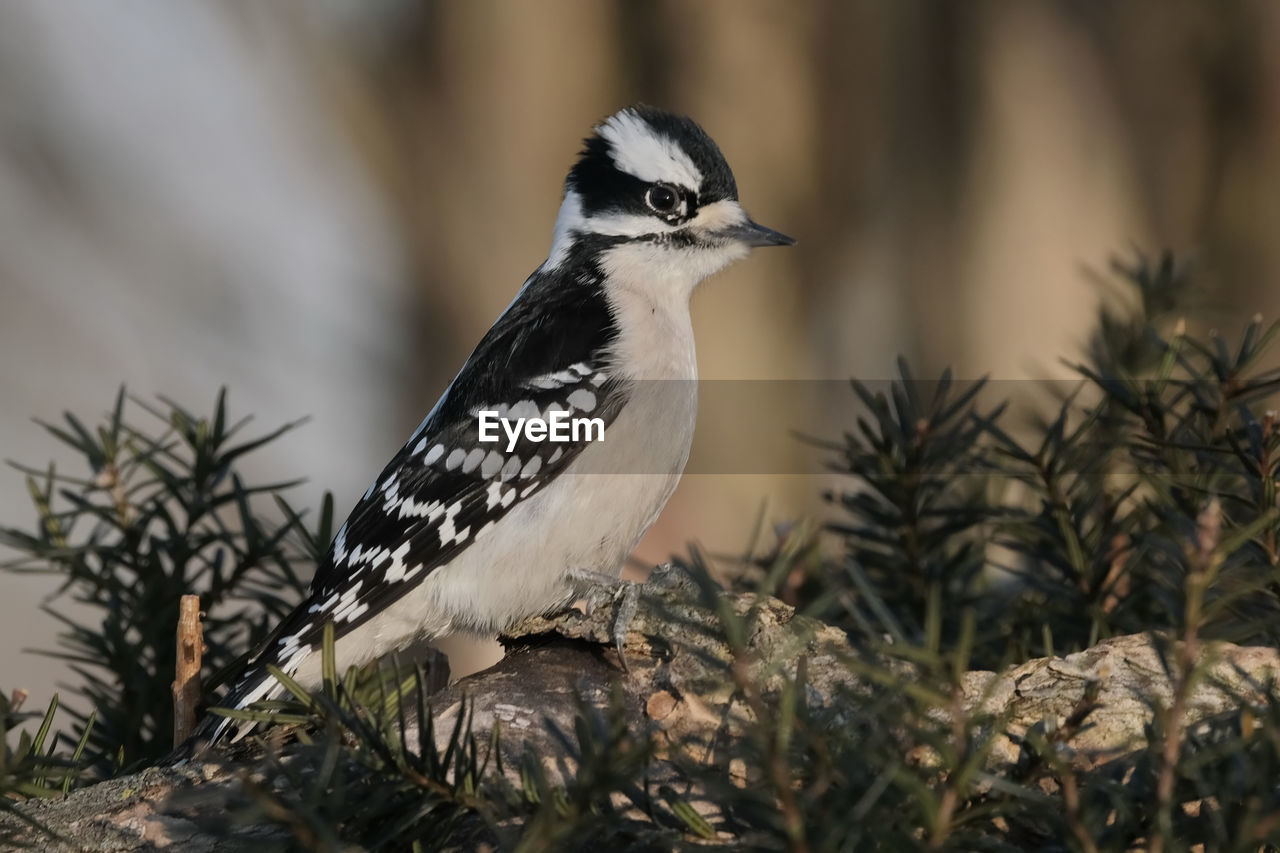 Hairy woodpecker