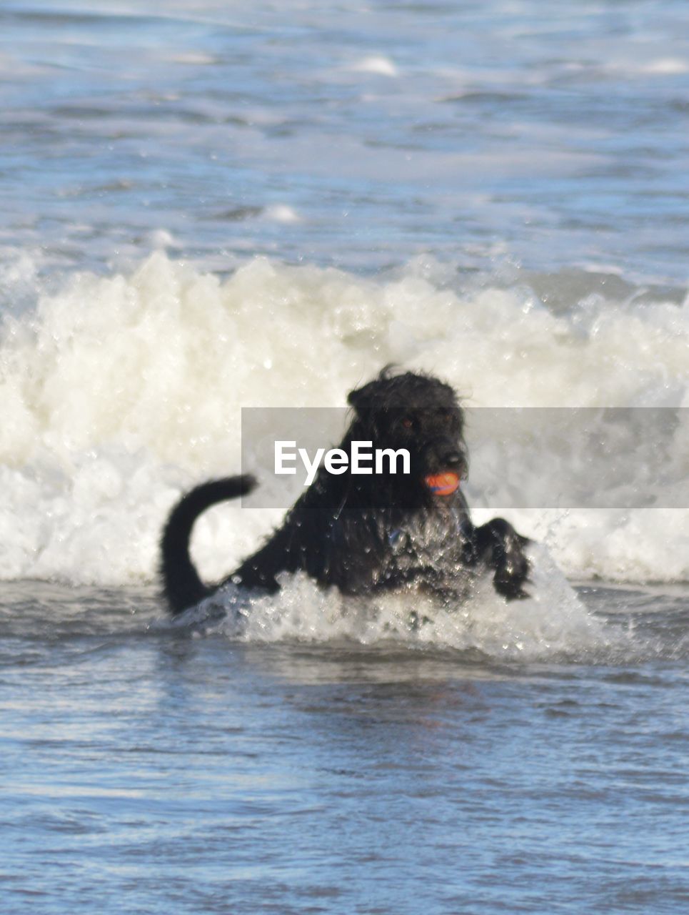 DOG ON SEA WAVES SPLASHING