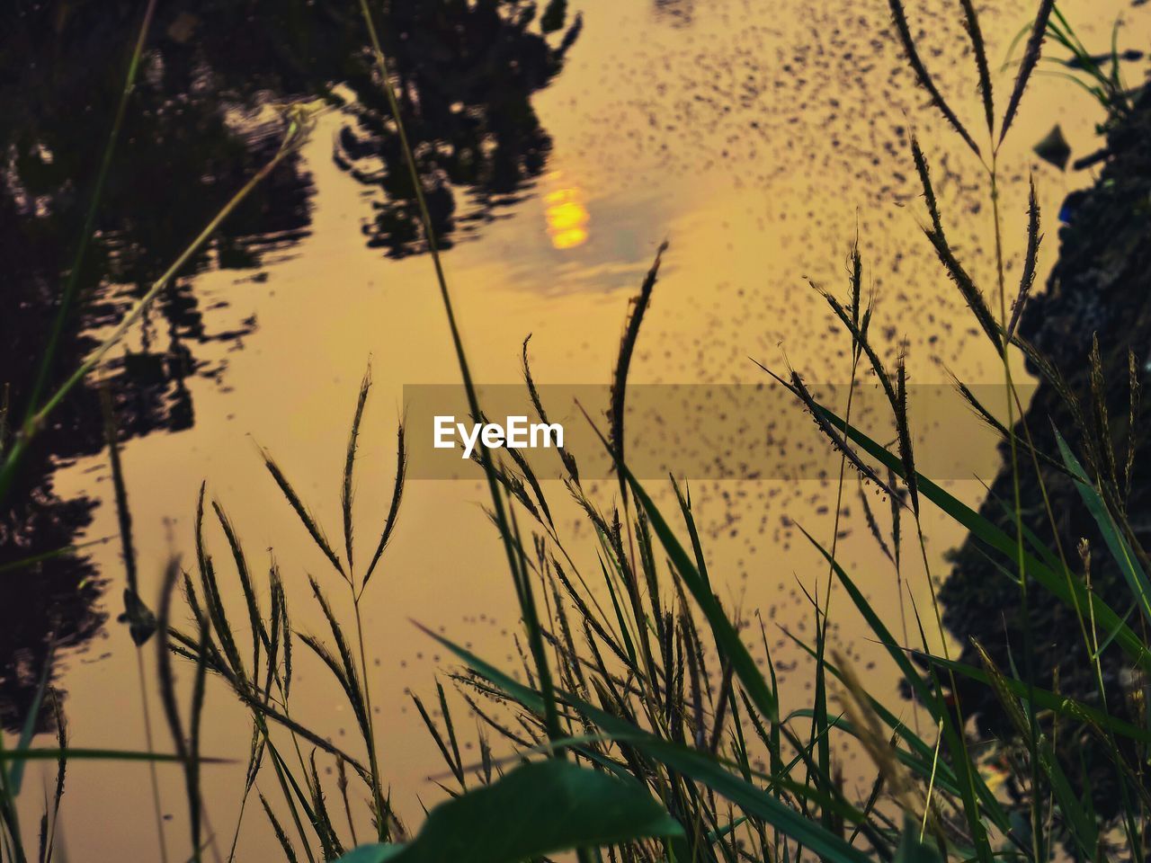 High angle view of plants by lake with reflection