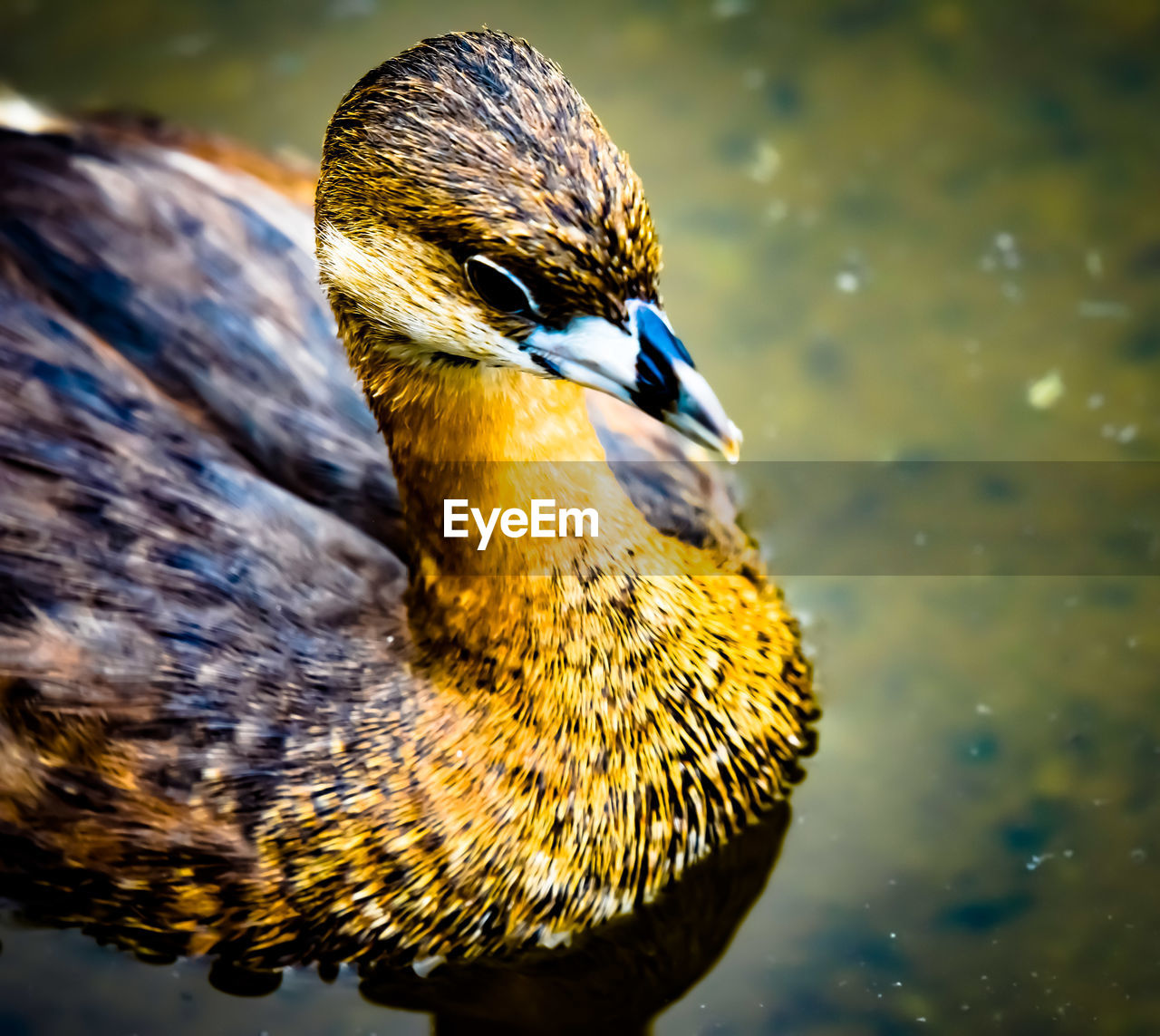 Close-up of a bird