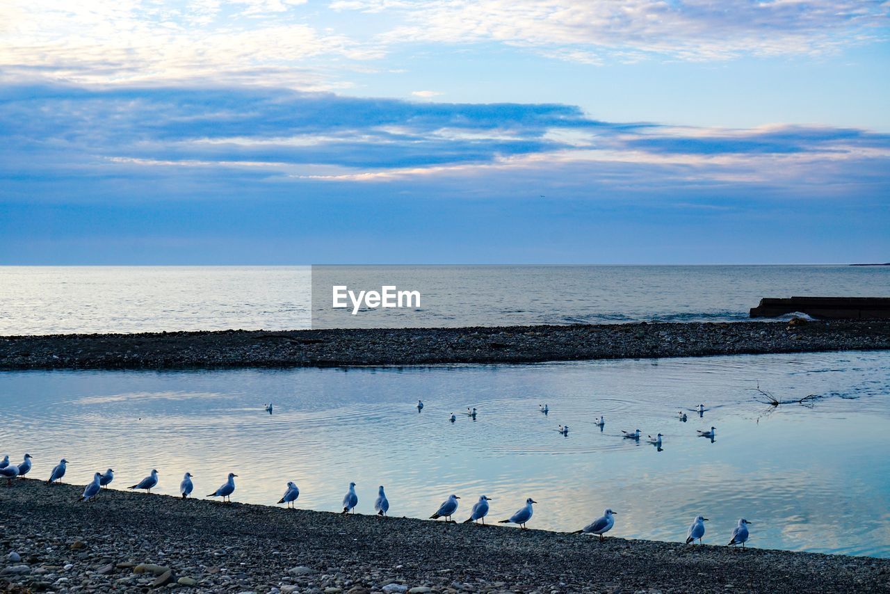 BIRDS ON BEACH