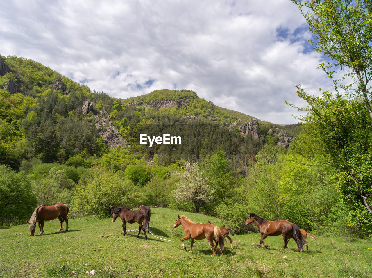 Free range horses grazing on a green meadow with beautiful mountain landscape background