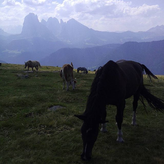 HORSES GRAZING ON GRASSY FIELD