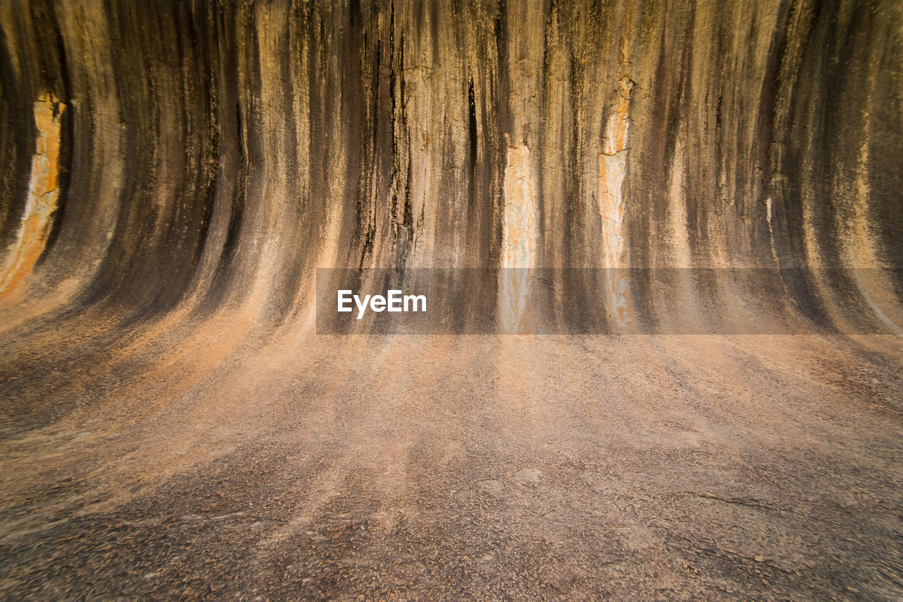 VIEW OF TREE TRUNKS