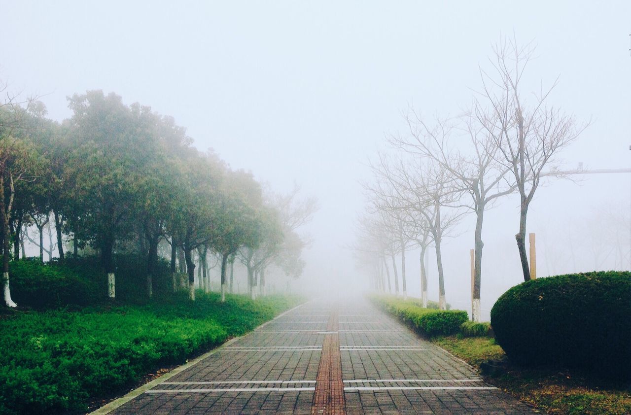 Footpath amidst trees vanishing into fog