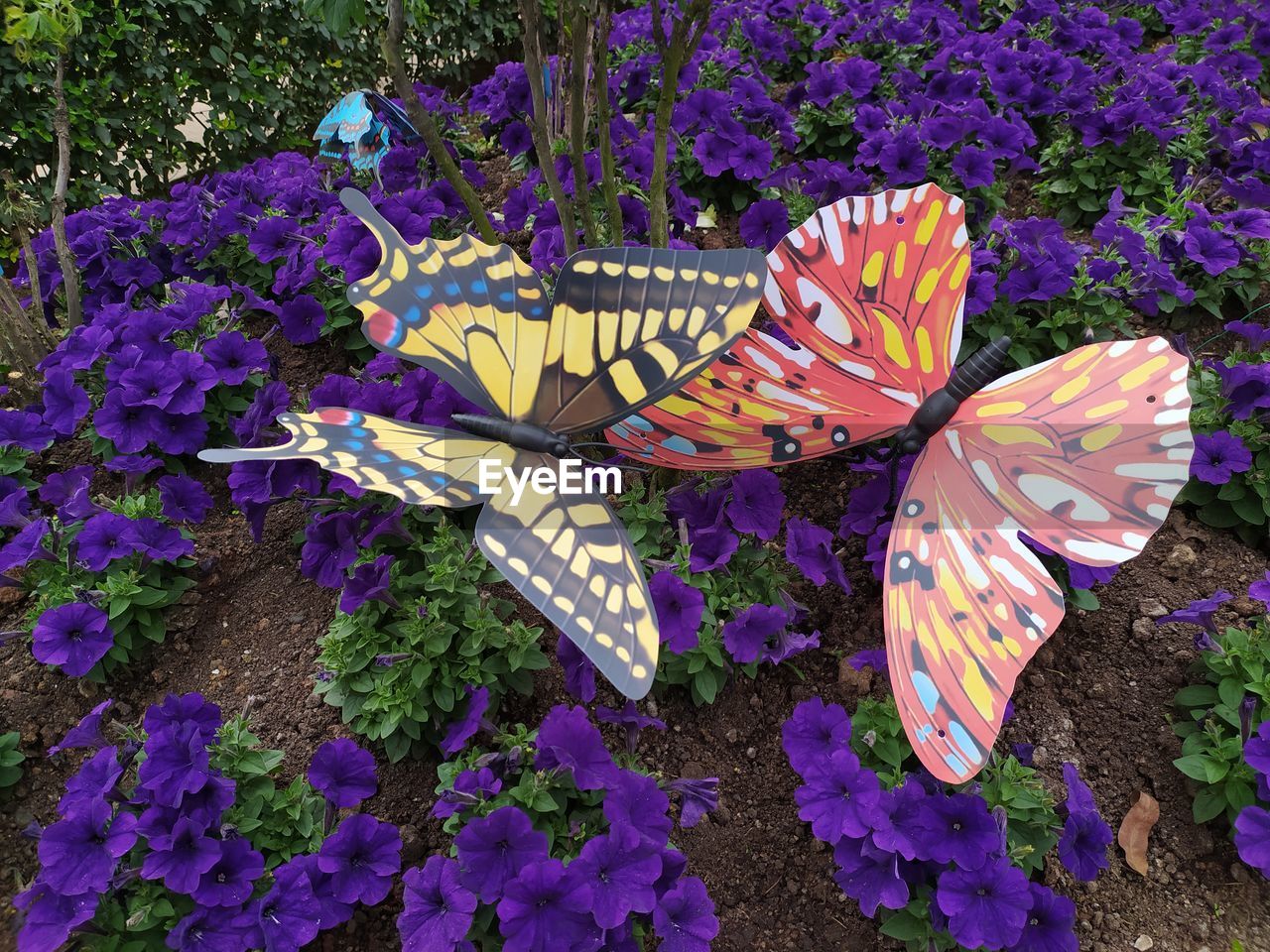 CLOSE-UP OF BUTTERFLY ON PINK FLOWER