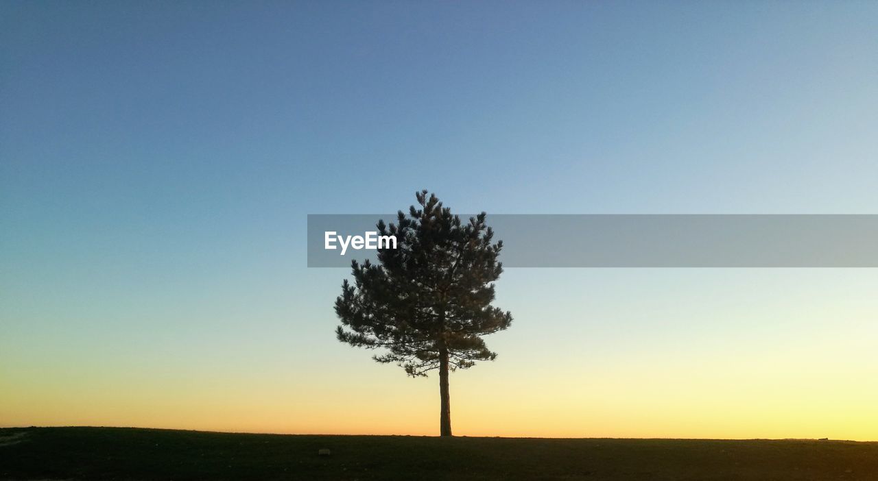 Tree against clear sky during sunset