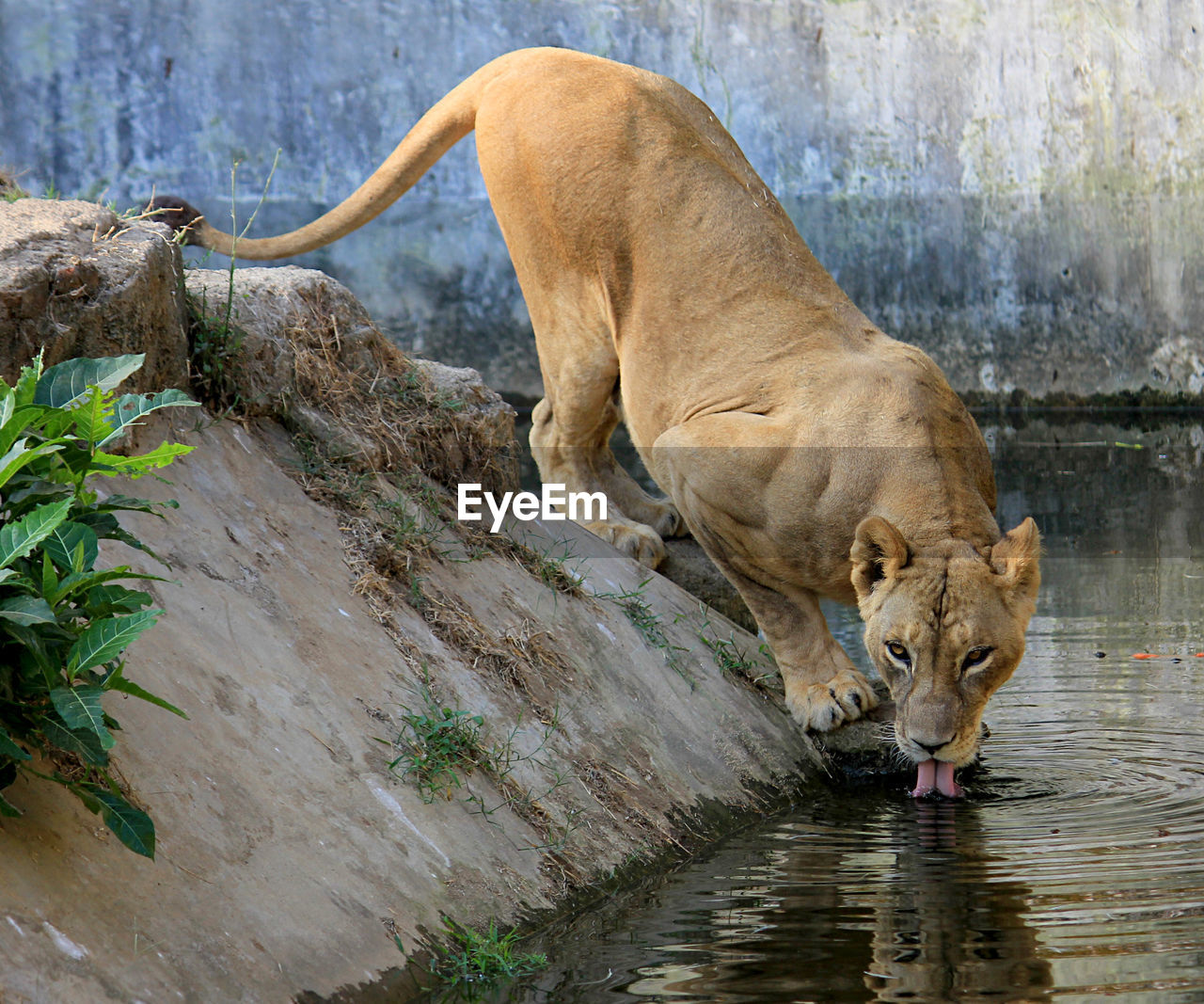 Full length of a lion drinking water serulingmas interaktive zoo banjarnegara