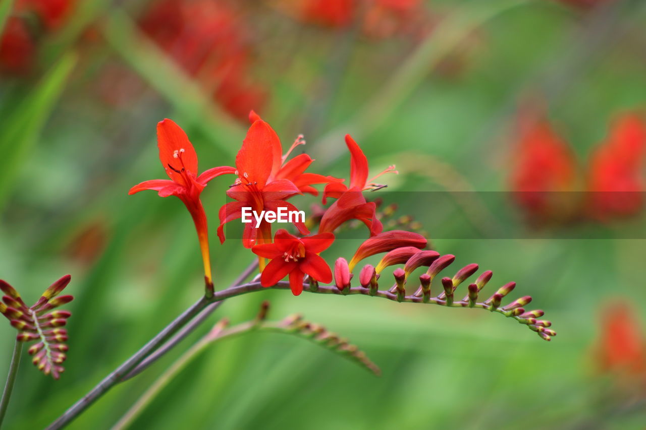 Red crocosmia and buds growing outdoors