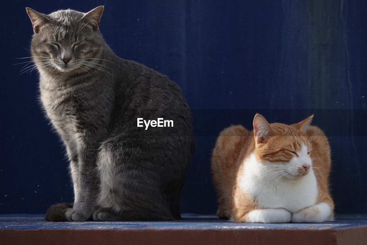 cat, pet, mammal, animal themes, animal, domestic cat, domestic animals, feline, whiskers, small to medium-sized cats, no people, group of animals, felidae, sitting, two animals, portrait, carnivore, looking at camera, indoors