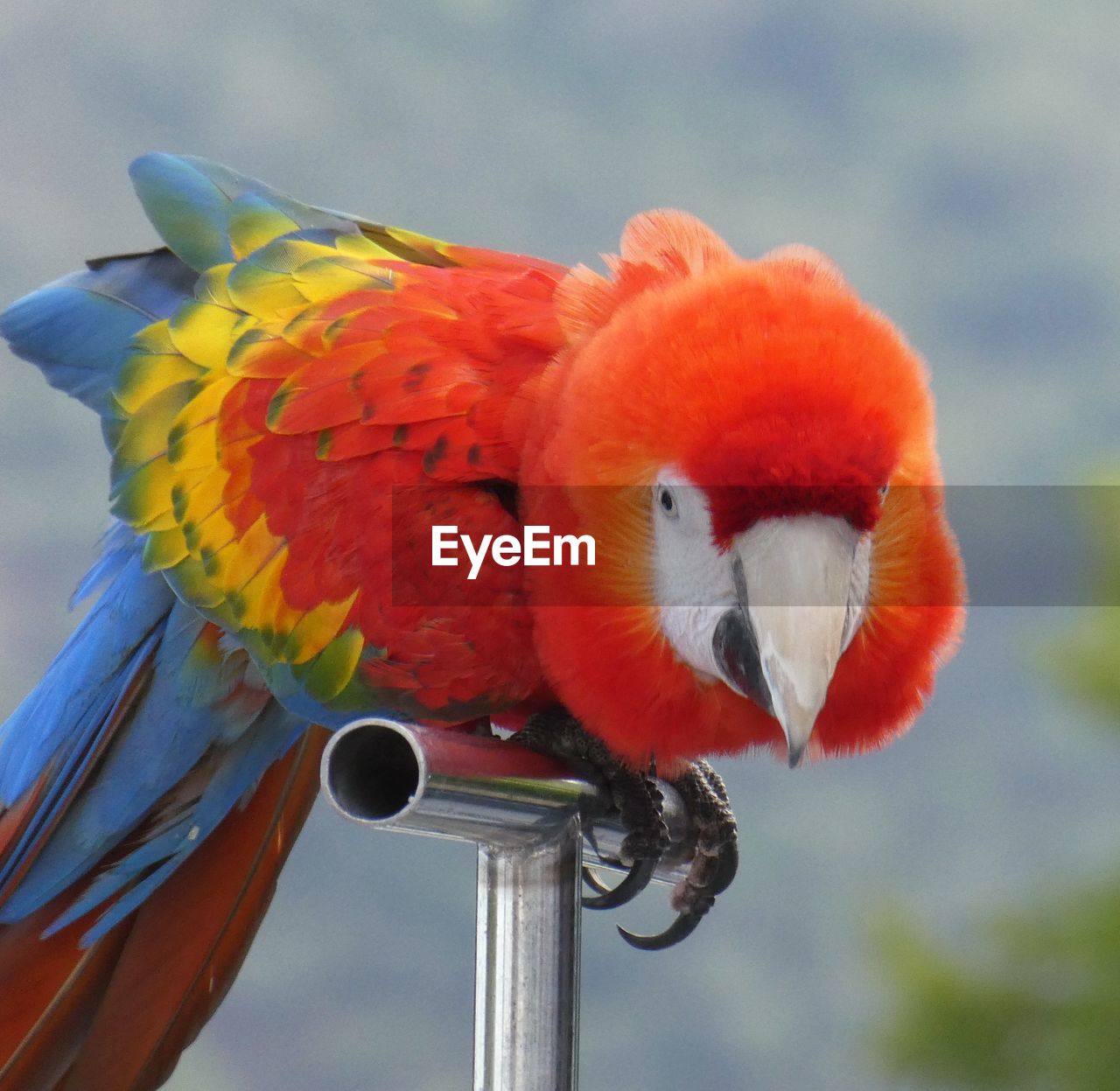 CLOSE-UP OF A PARROT PERCHING