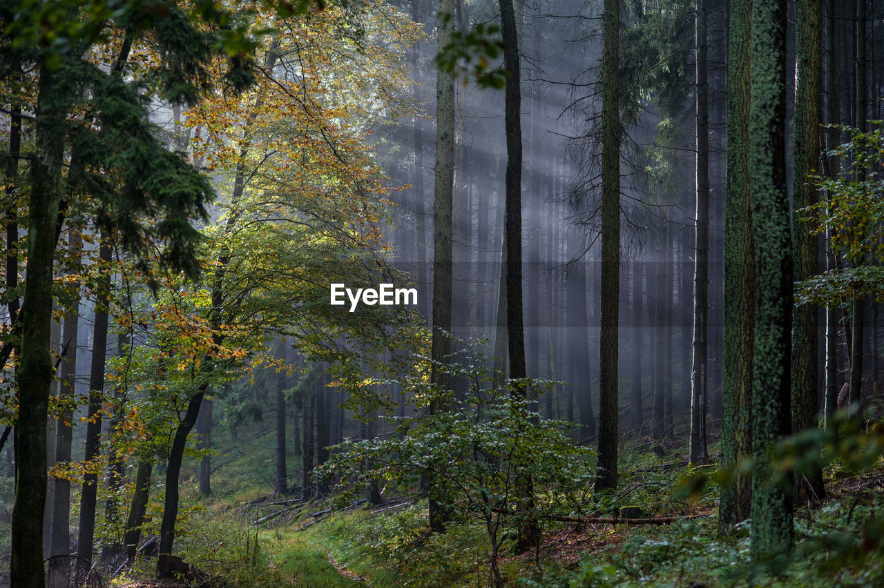 Trees growing in forest