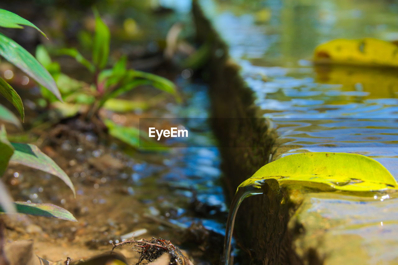 CLOSE-UP OF SNAKE ON LEAF