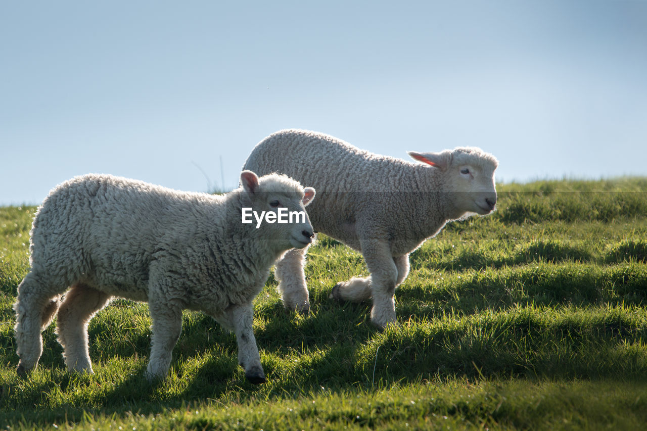 SHEEP GRAZING IN THE FIELD