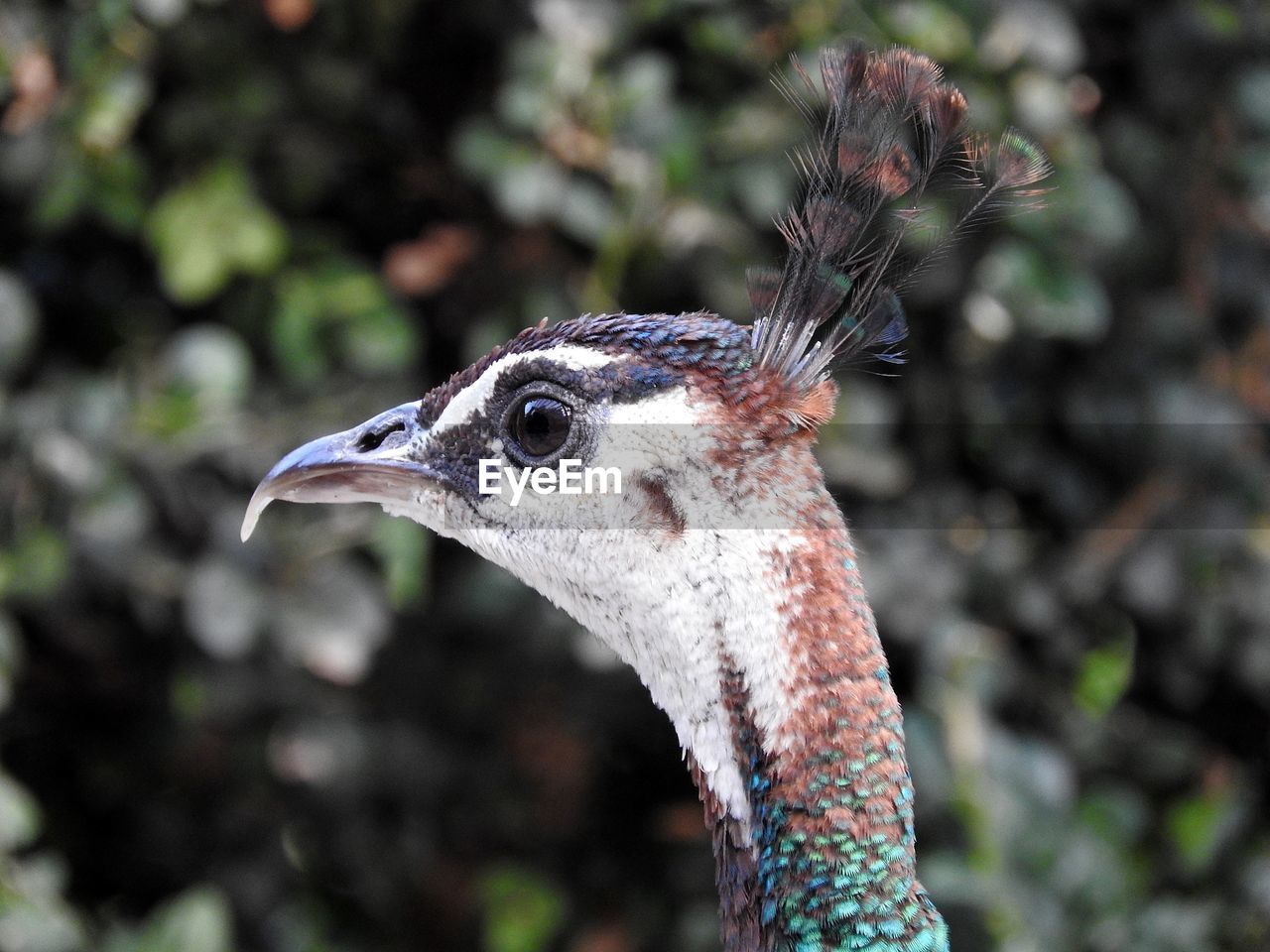 CLOSE-UP OF A BIRD ON A LAND