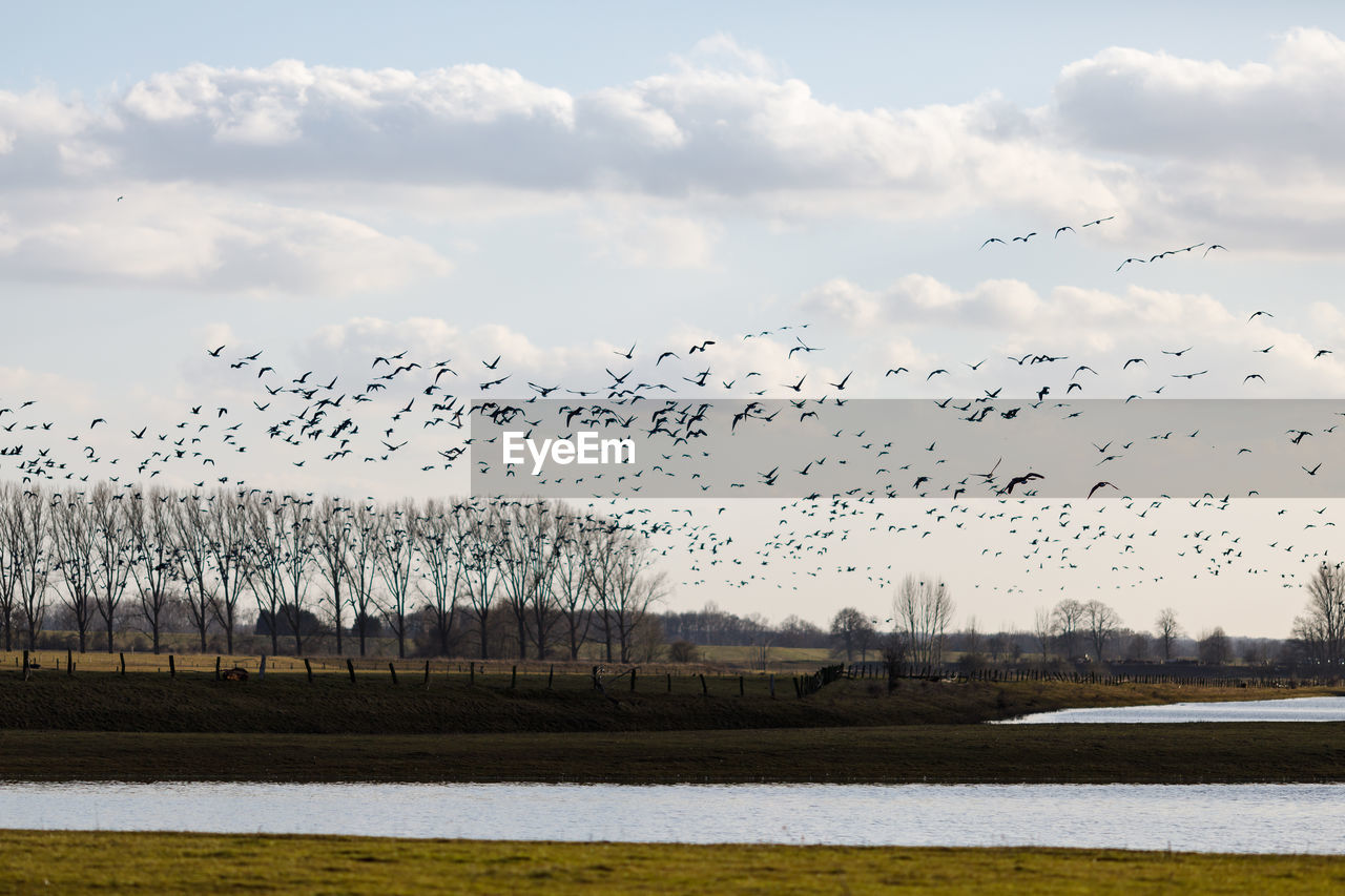 FLOCK OF BIRDS FLYING OVER LAKE DURING WINTER