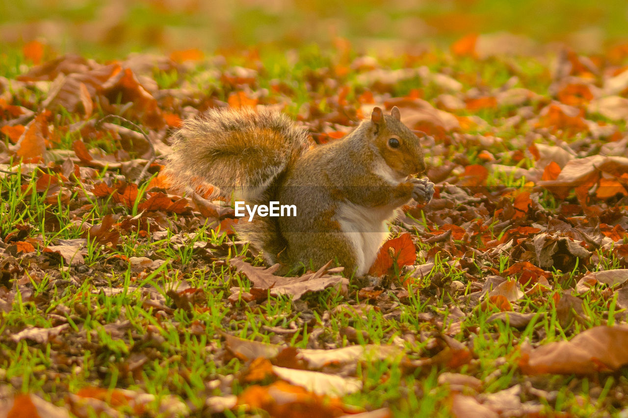 animal, animal themes, squirrel, autumn, animal wildlife, nature, mammal, wildlife, one animal, rodent, leaf, no people, plant part, land, eating, chipmunk, food, plant, outdoors, tail, selective focus, grass, flower, day, cute, food and drink, forest