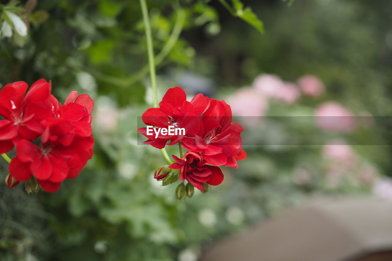 CLOSE-UP OF RED ROSE FLOWER IN PARK