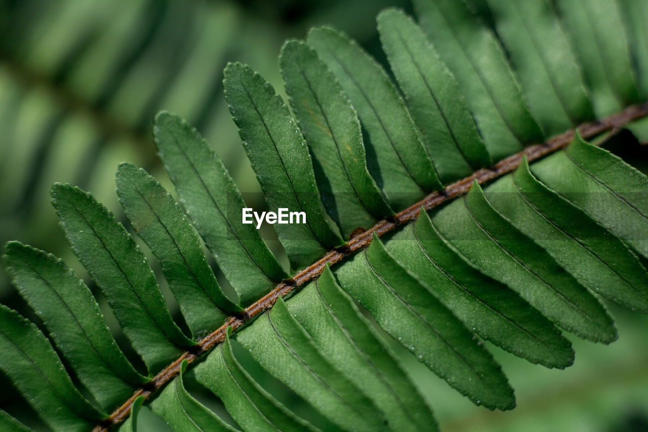 Close-up of wet plant leaves