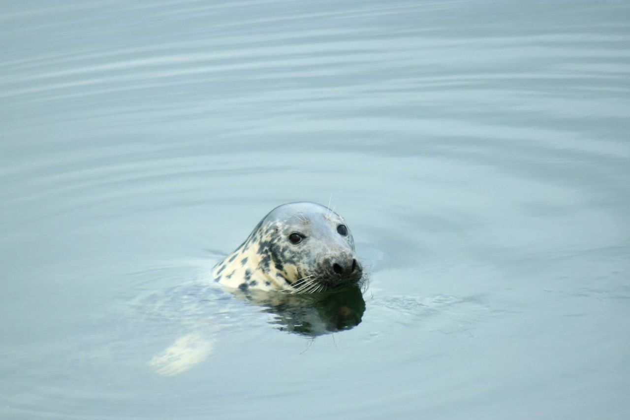 Close-up of turtle swimming in water