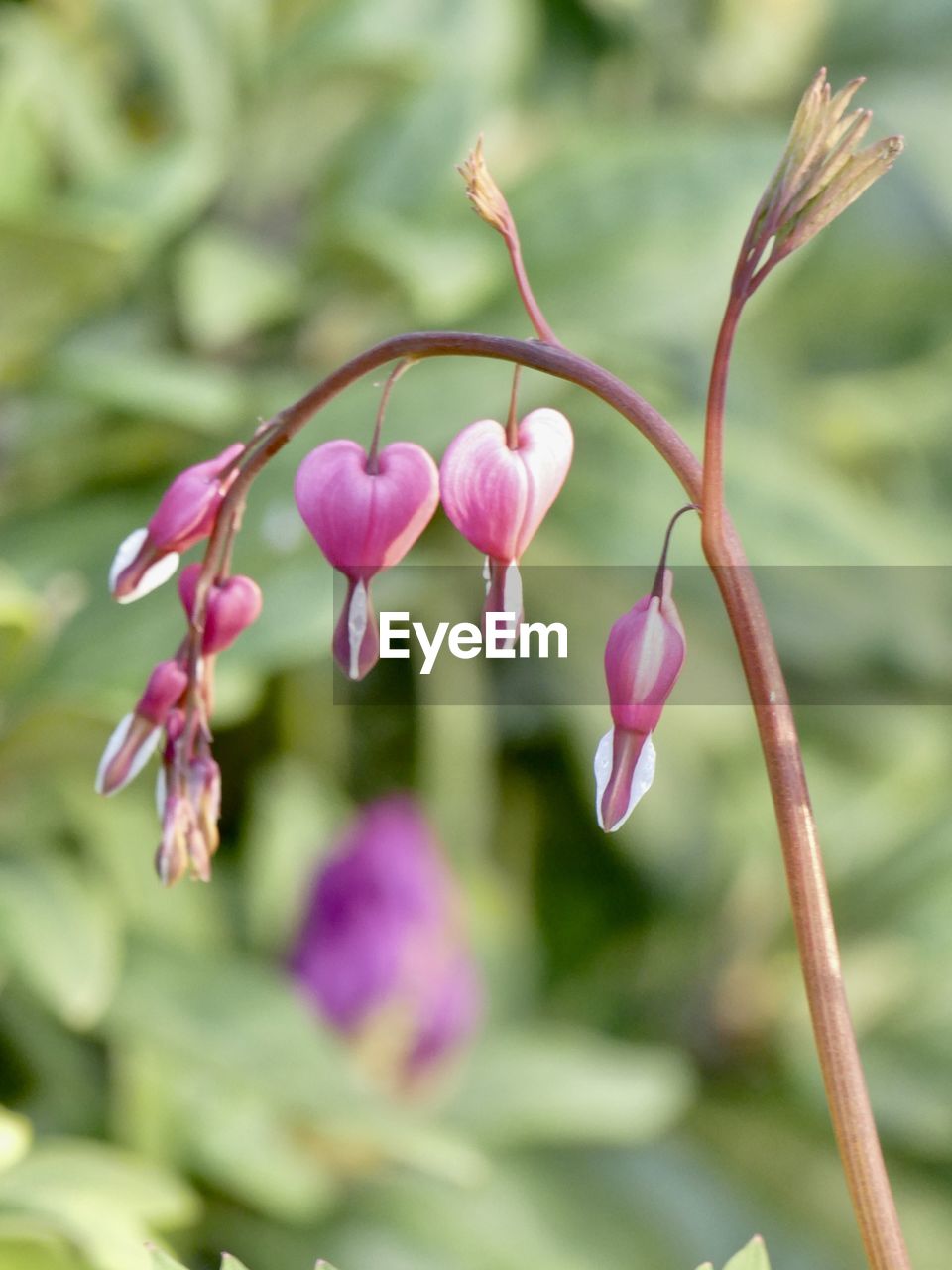 plant, flower, flowering plant, beauty in nature, freshness, pink, nature, close-up, fragility, petal, growth, no people, focus on foreground, springtime, flower head, blossom, inflorescence, tree, outdoors, orchid, wildflower, botany, bud, purple, selective focus, plant stem, plant part, branch, day, leaf, summer, magenta