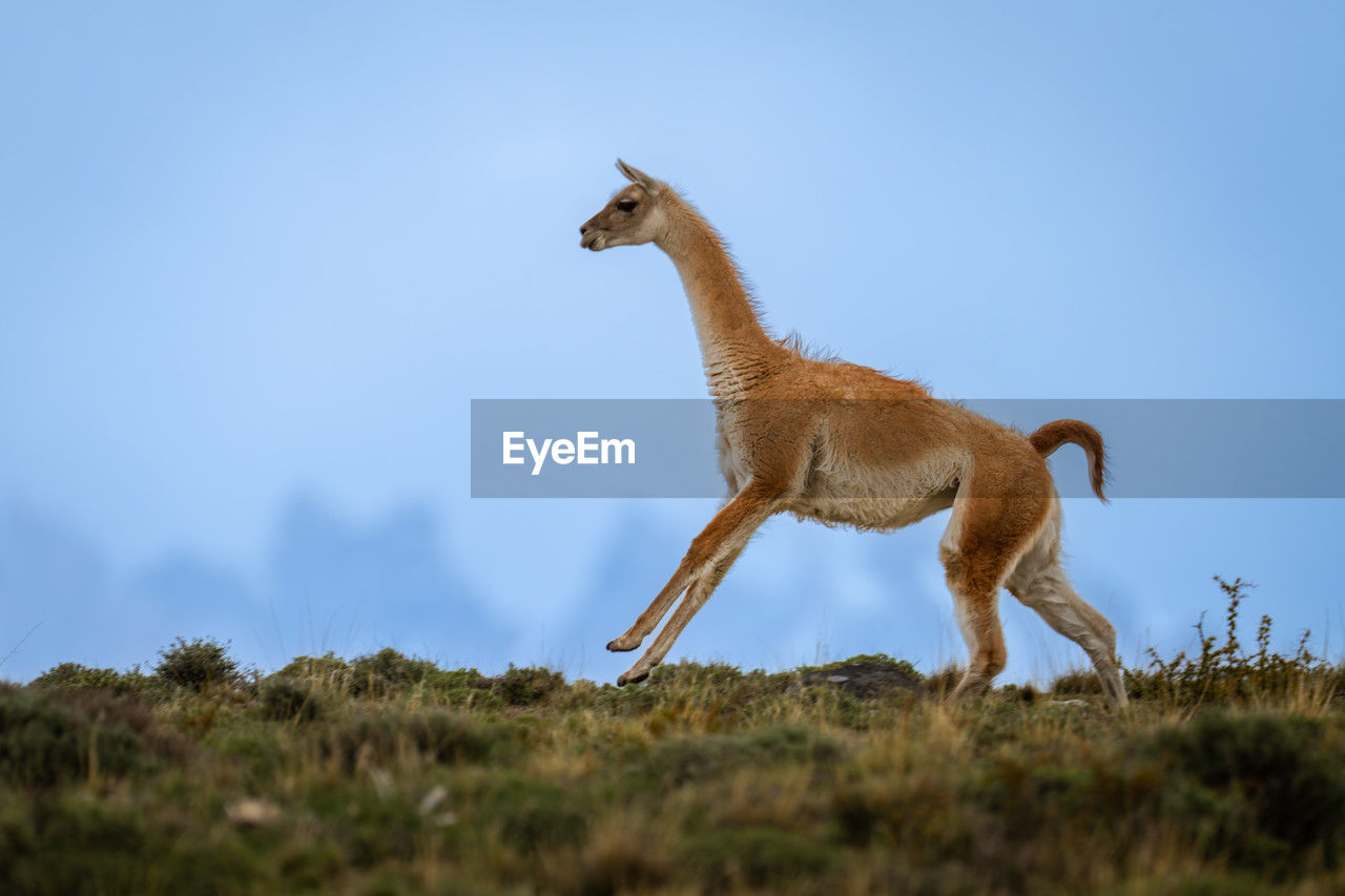 animal, animal themes, animal wildlife, mammal, wildlife, one animal, no people, side view, full length, sky, nature, outdoors, grass, standing, day, plant, blue, savanna, copy space, environment