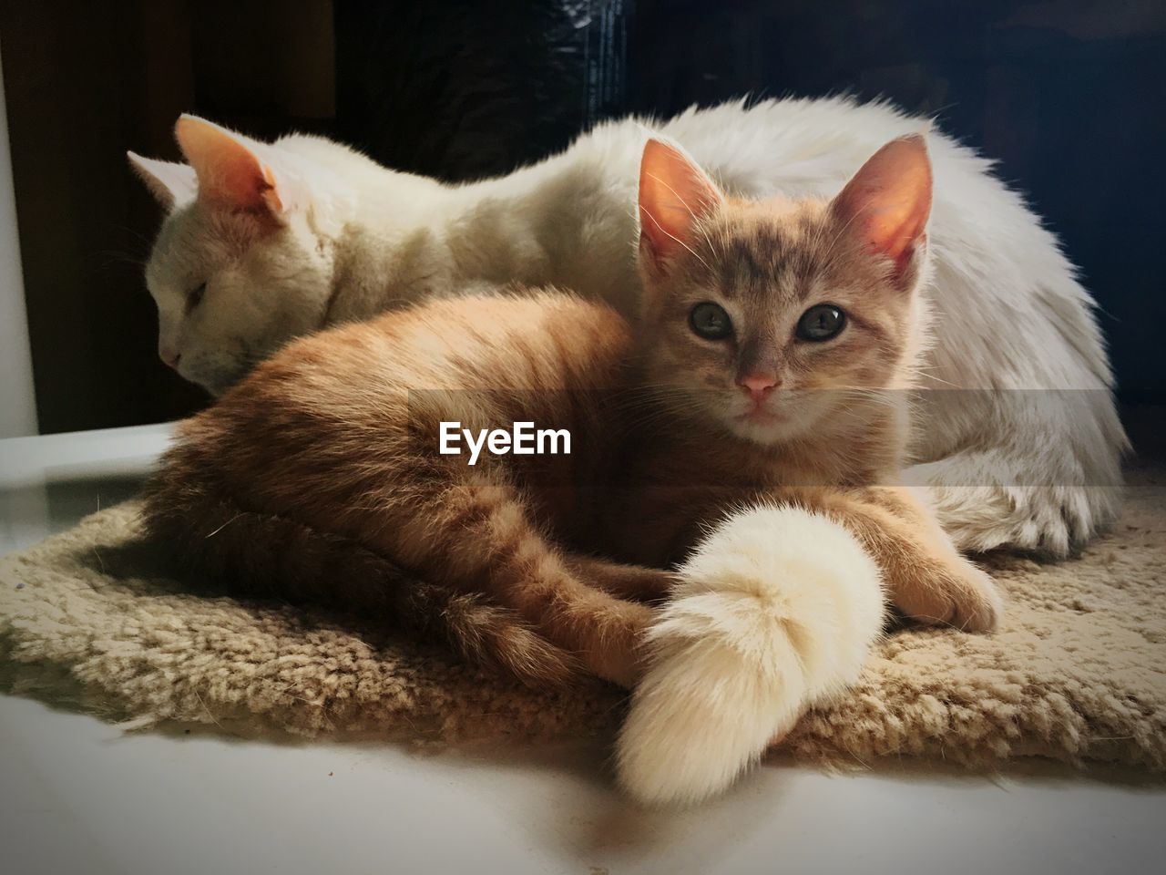 Close-up of cats relaxing on doormat