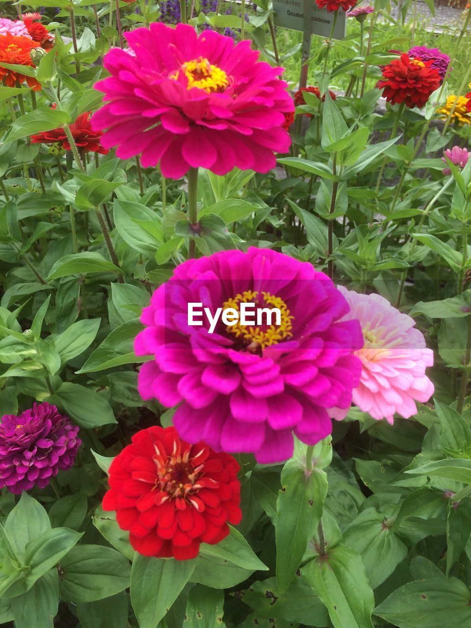 CLOSE-UP OF PINK FLOWER