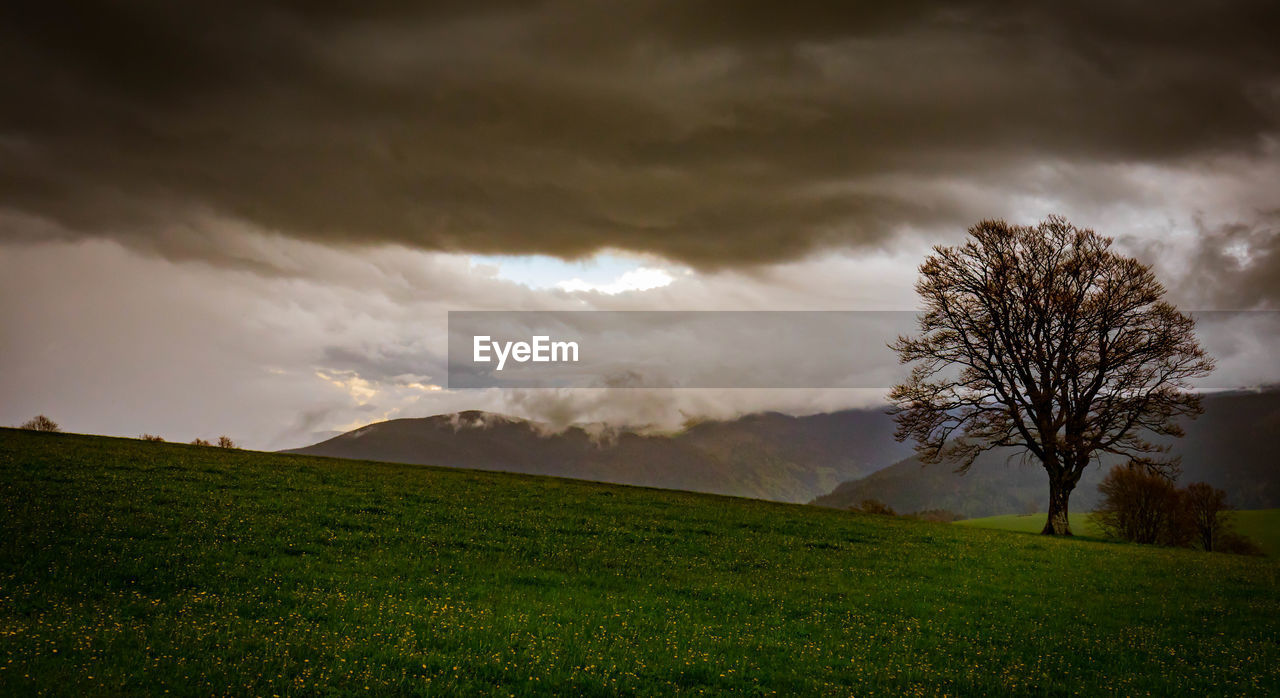 Trees on field against sky