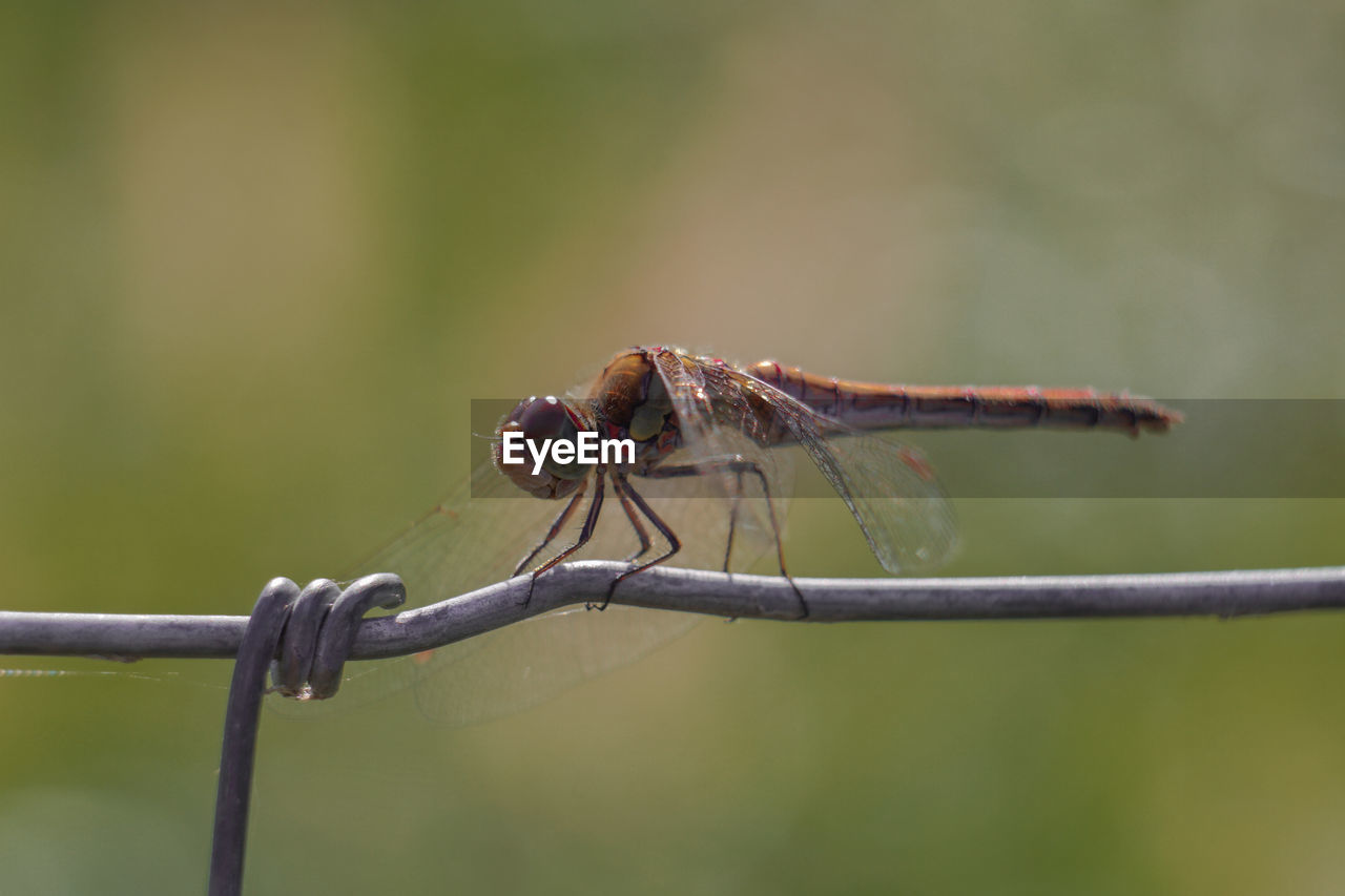 dragonflies and damseflies, animal themes, dragonfly, animal, animal wildlife, insect, one animal, focus on foreground, wildlife, close-up, macro photography, nature, animal wing, plant stem, no people, day, outdoors, green, macro, plant, animal body part, branch, perching