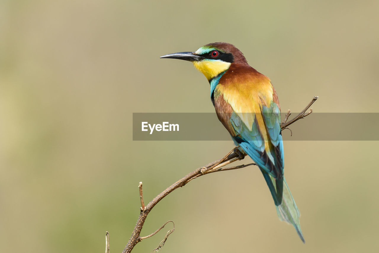 BIRD PERCHING ON BRANCH