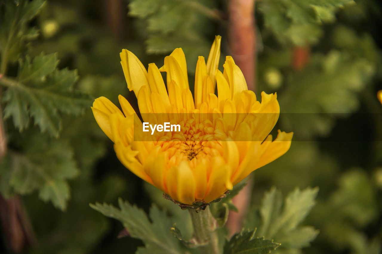 CLOSE-UP OF YELLOW ROSE FLOWER